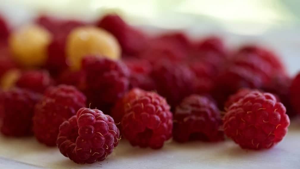 Fresh Raspberries from our vines. Perfect for Raspberry Cheesecake Bars!