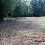Mowed Blackberry vines