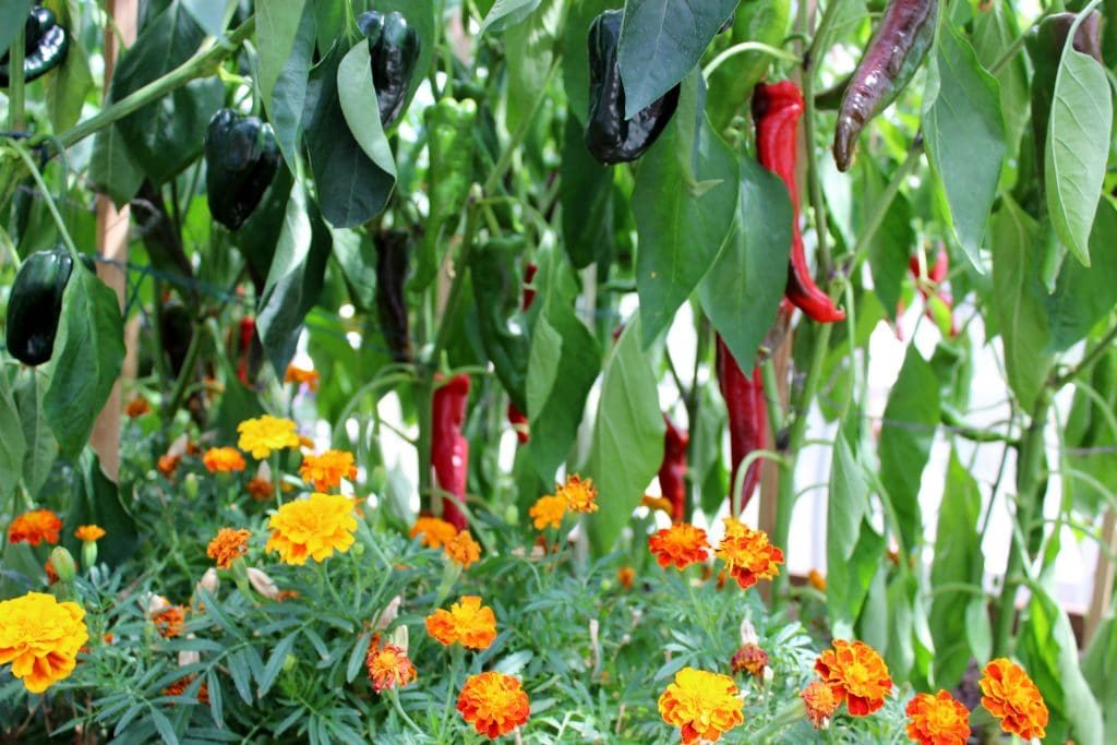 Krimson lee Peppers