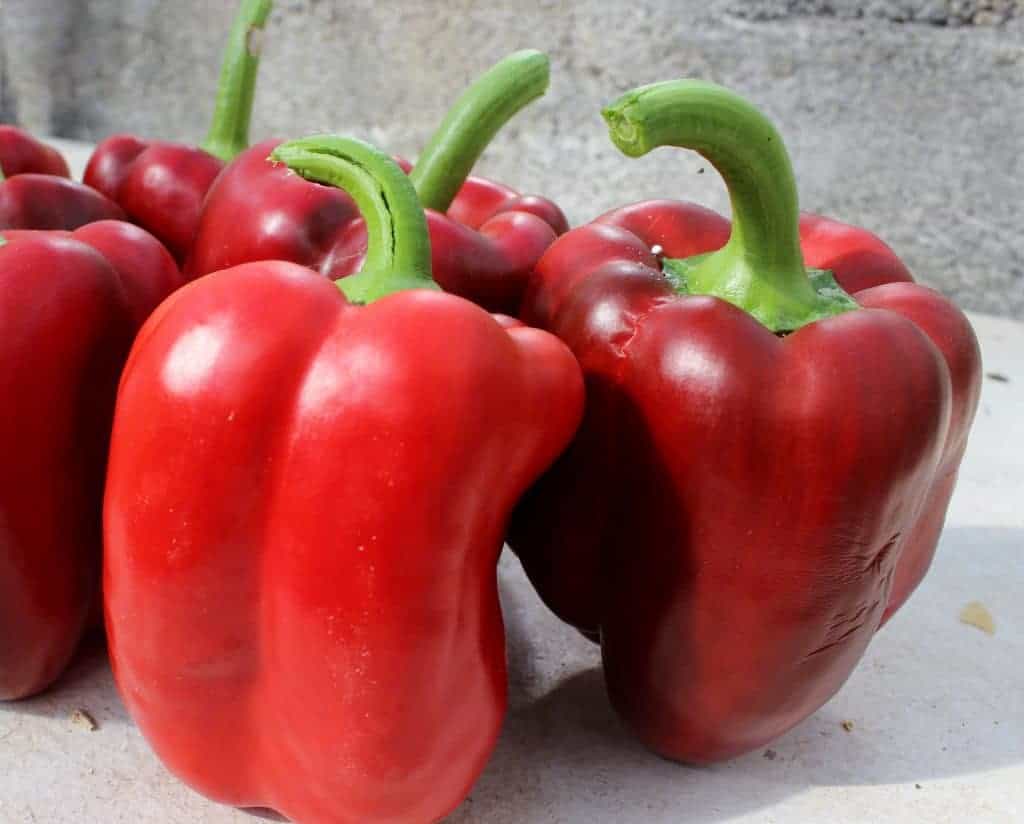 Red Bell Peppers in the greenhouse
