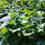 Zucchini Patch August-2014