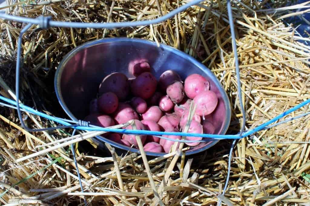 Potato Towers