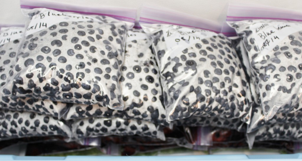 freezing blueberries