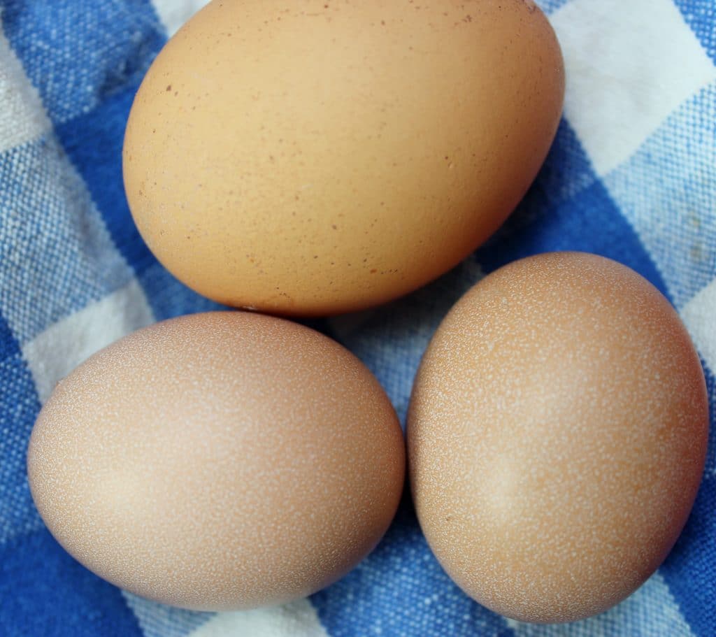 Baby chicken eggs