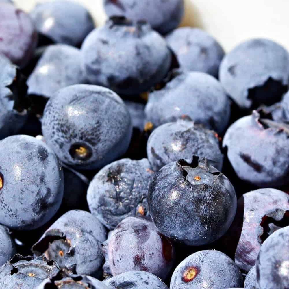 Fresh Blueberries for blueberry Lime Pie