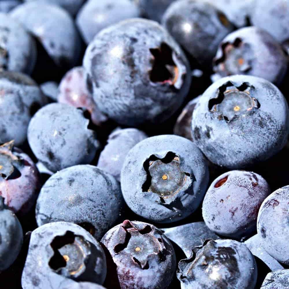 Fresh Blueberries for Blueberry Zucchini Bread