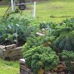 Fall garden 2014