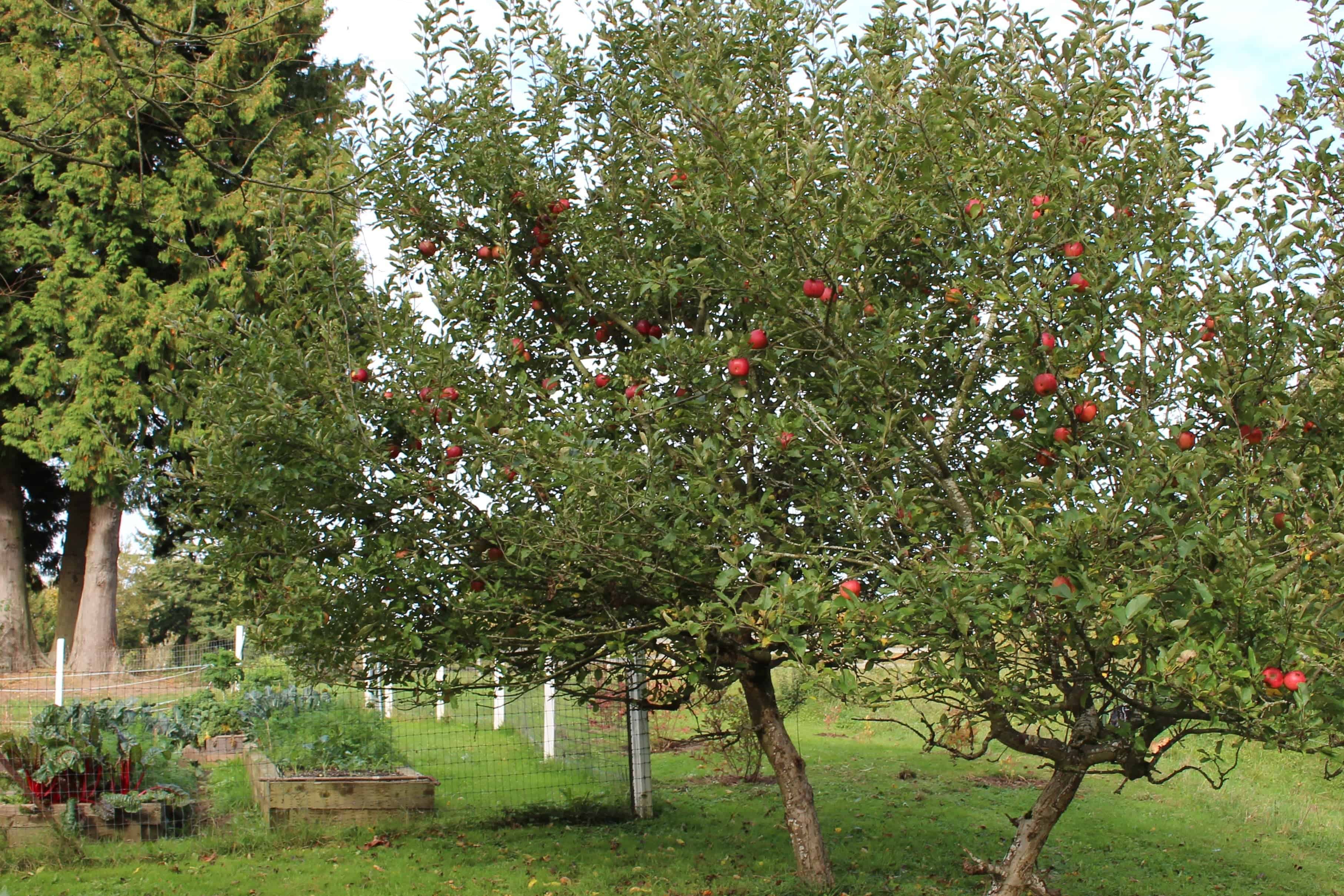 Apple Trees ready for harvest