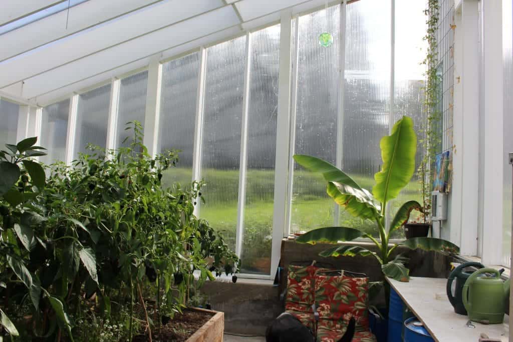 pepper plants October 2014