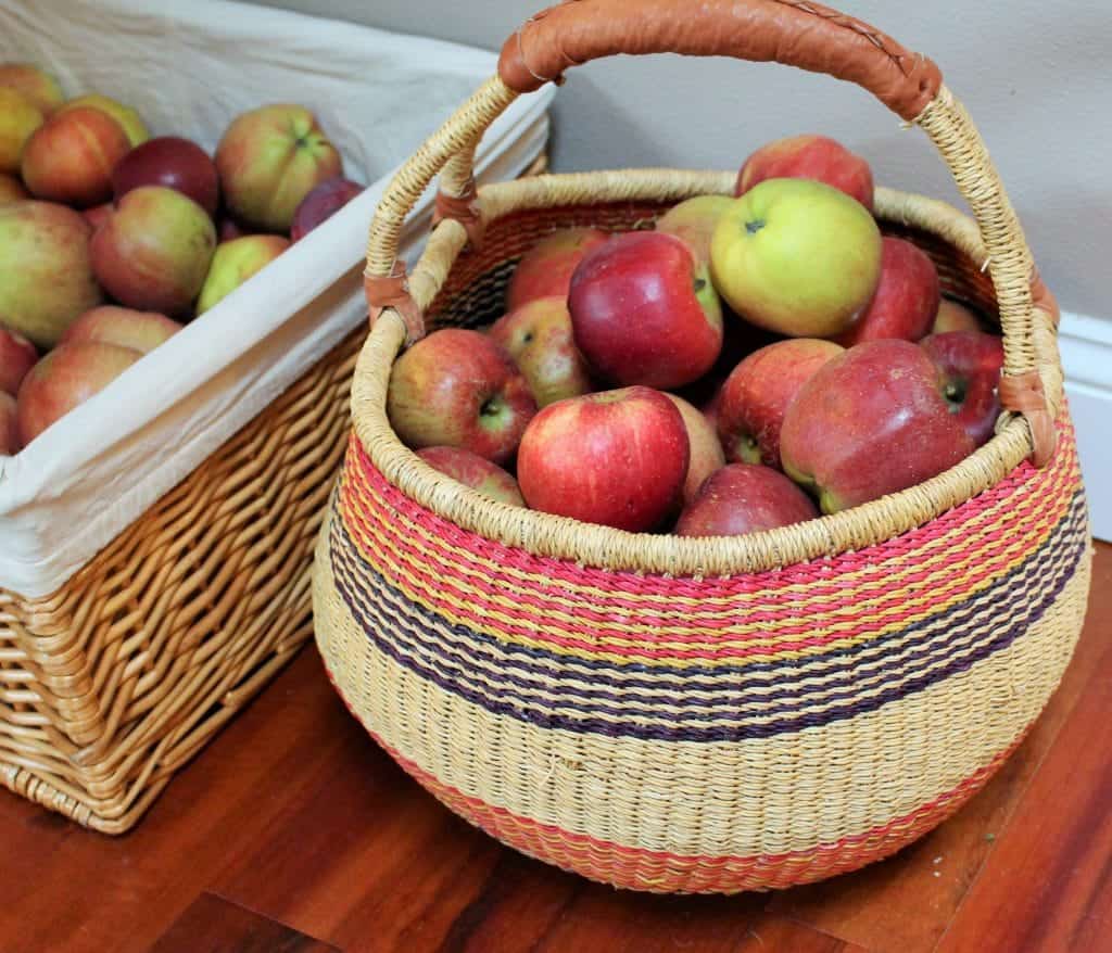 Fall apples are ripe