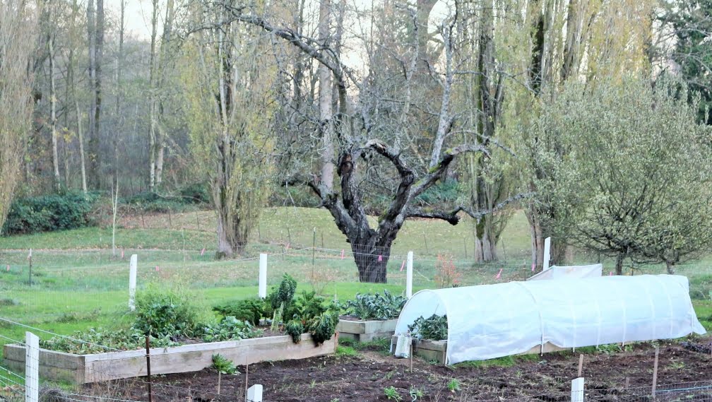 Building Raised Garden Beds 6 Winter Hoop Garden