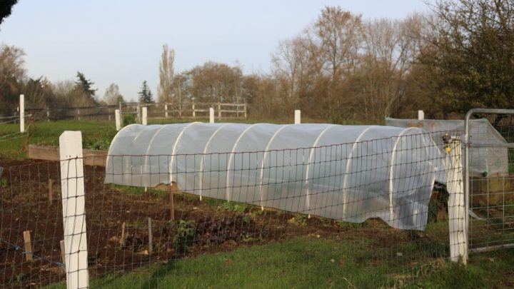 Hoop Gardening