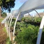 Hoop Gardening