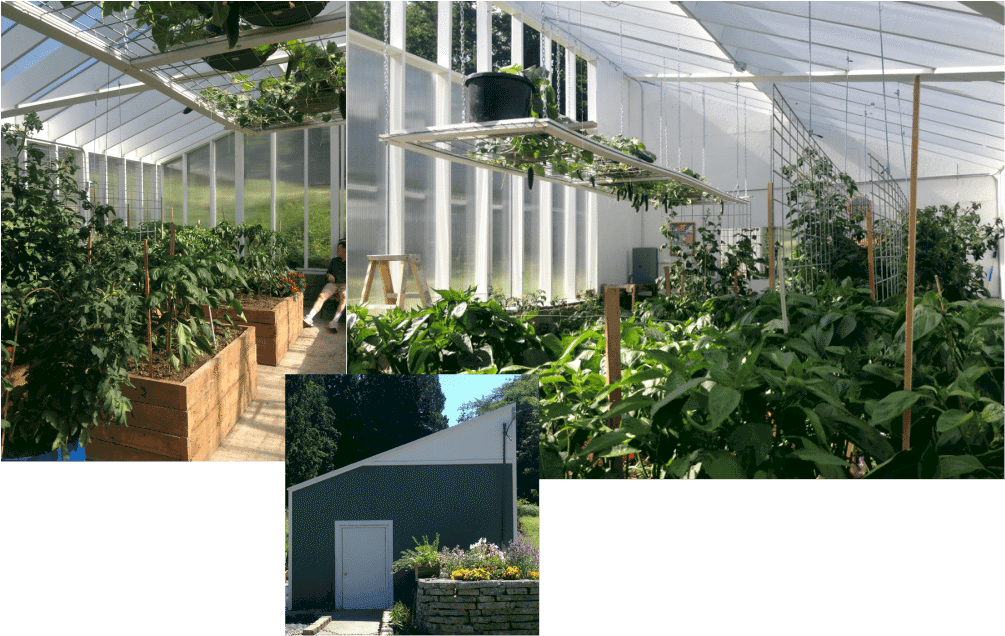 Our greenhouse with double paneled hog wire tomato trellis and other trellis ideas. https://homemadefoodjunkie.1wp.site
