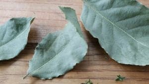 Homegrown bay leaves