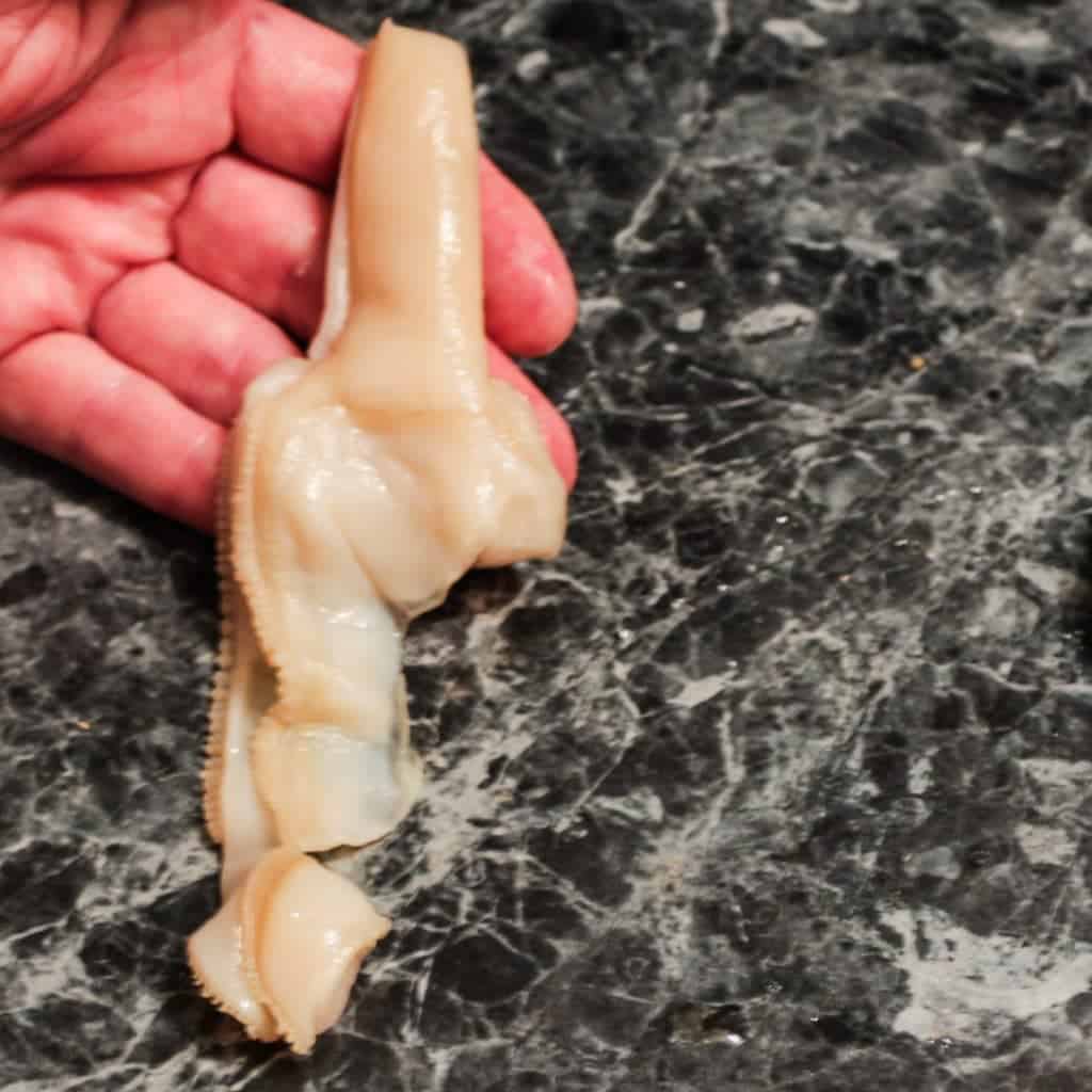 cleaned razor clam