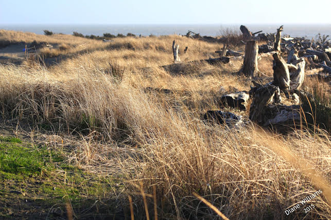 Grasses in the sun