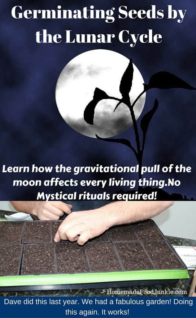 Germinating Seeds by the Lunar Cycle https://homemadefoodjunkie.1wp.site