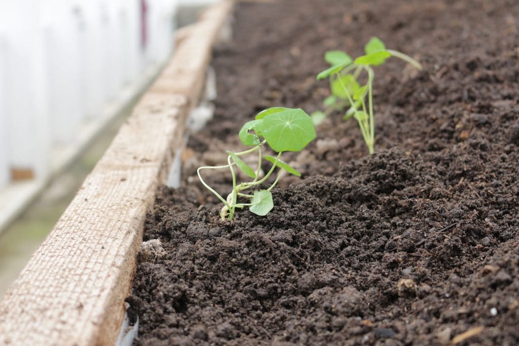 Improved soil is ready to plant
