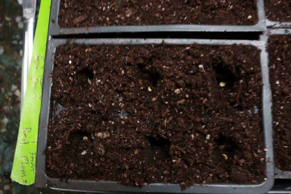 Germinating seeds by lunar cycle.