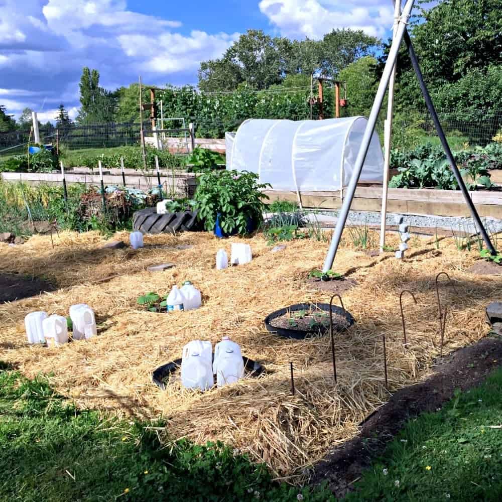 Building Raised Garden Beds 8 Lasagna Gardening