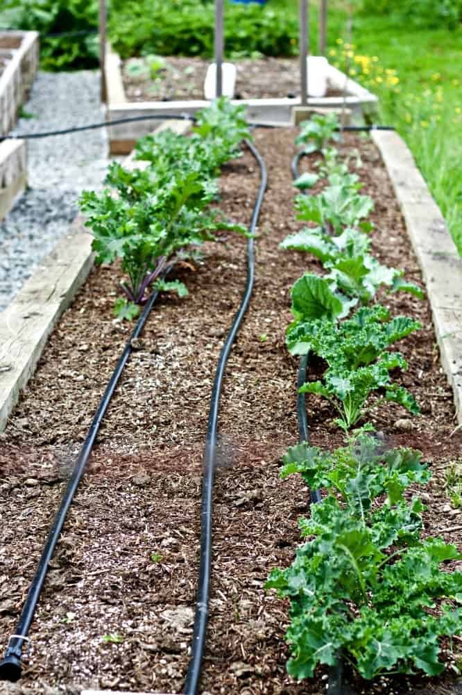 Automatic waterer drip lines