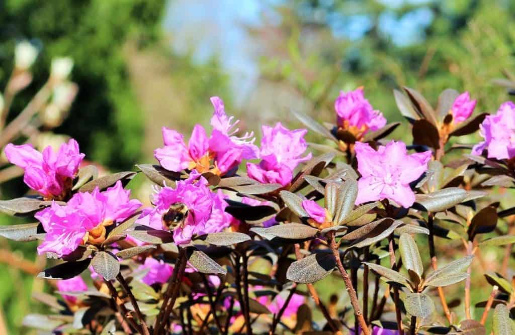 PJM Rhody blooming in March