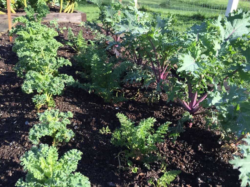kale in the garden