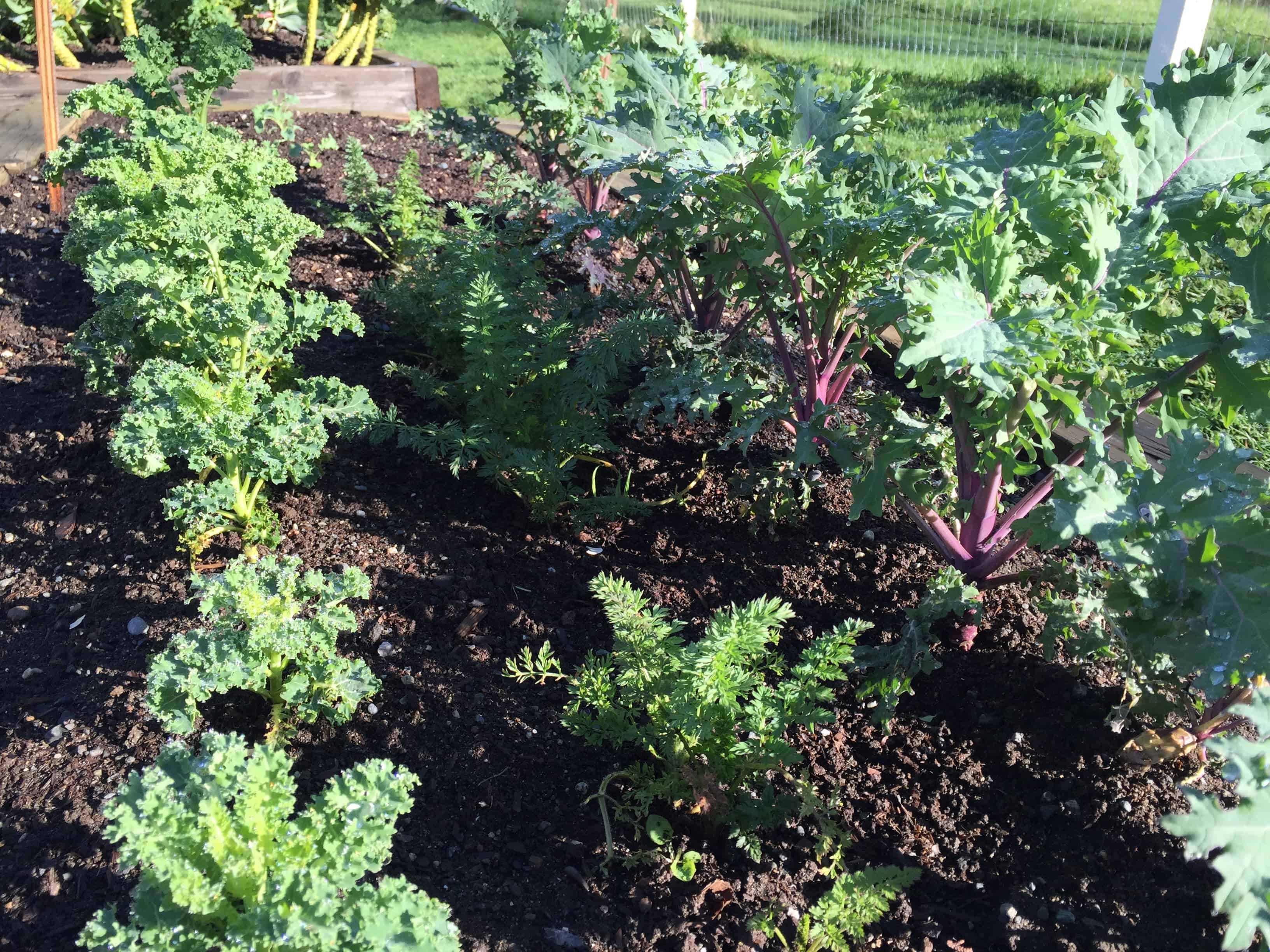 kale in the garden