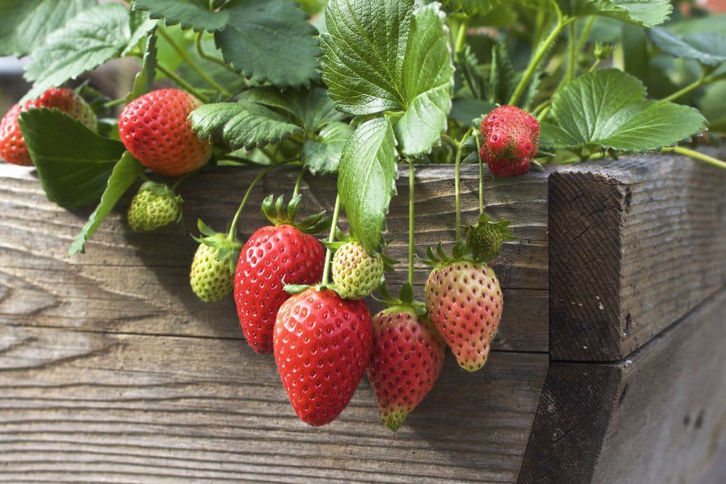 container strawberries
