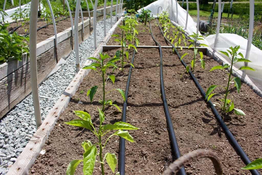 Garden Pepper crop. A sad tail