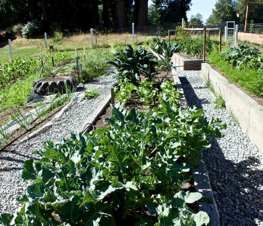 Garden June 2015