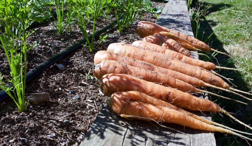 garden carrots 2015
