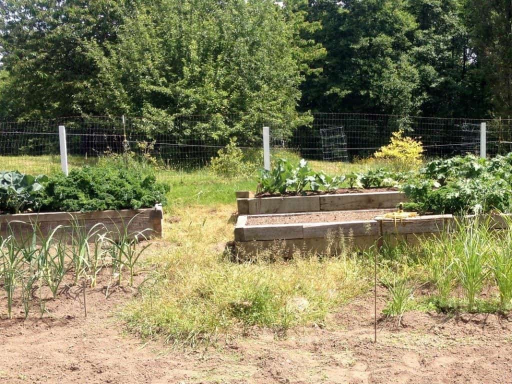 weedy garden 2014