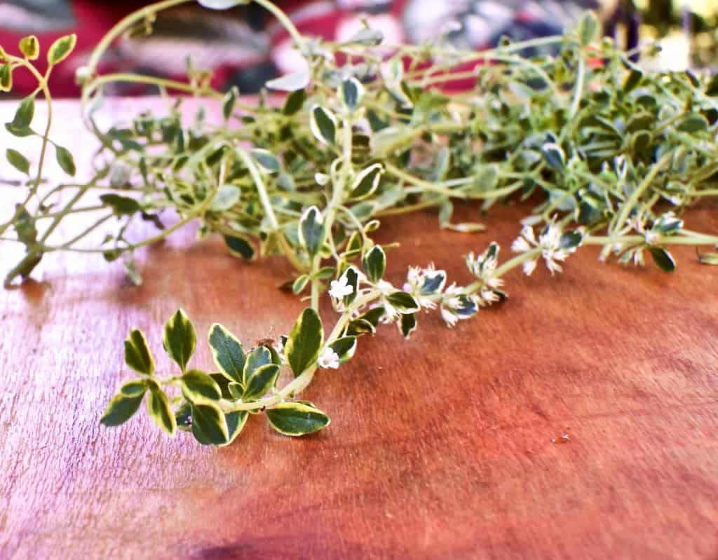 Lemon Thyme 2015