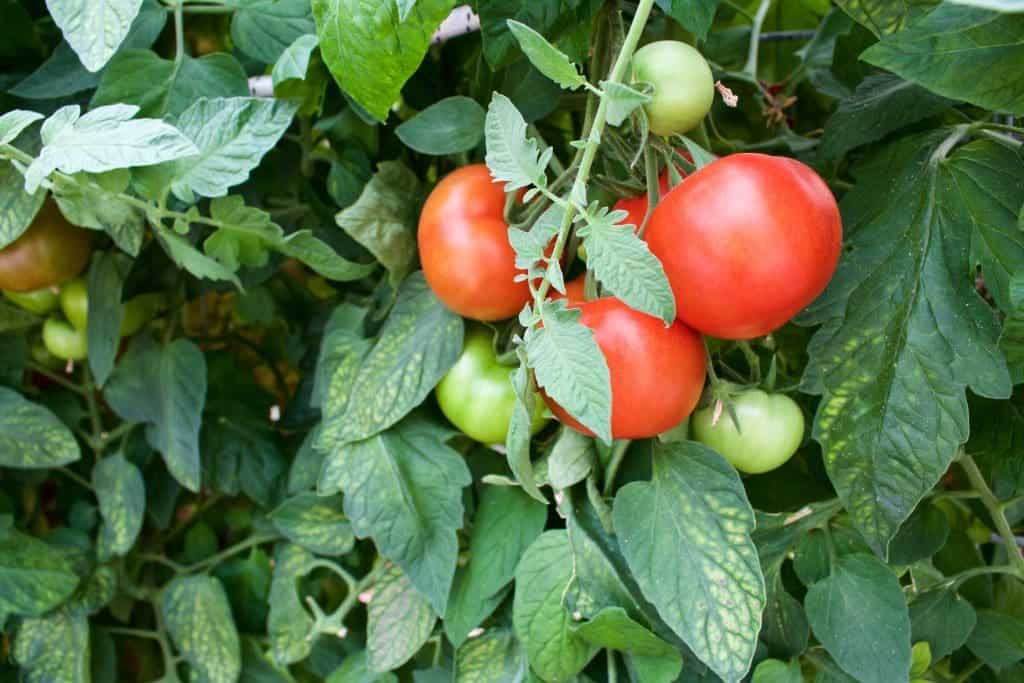 Arbason tomatoes