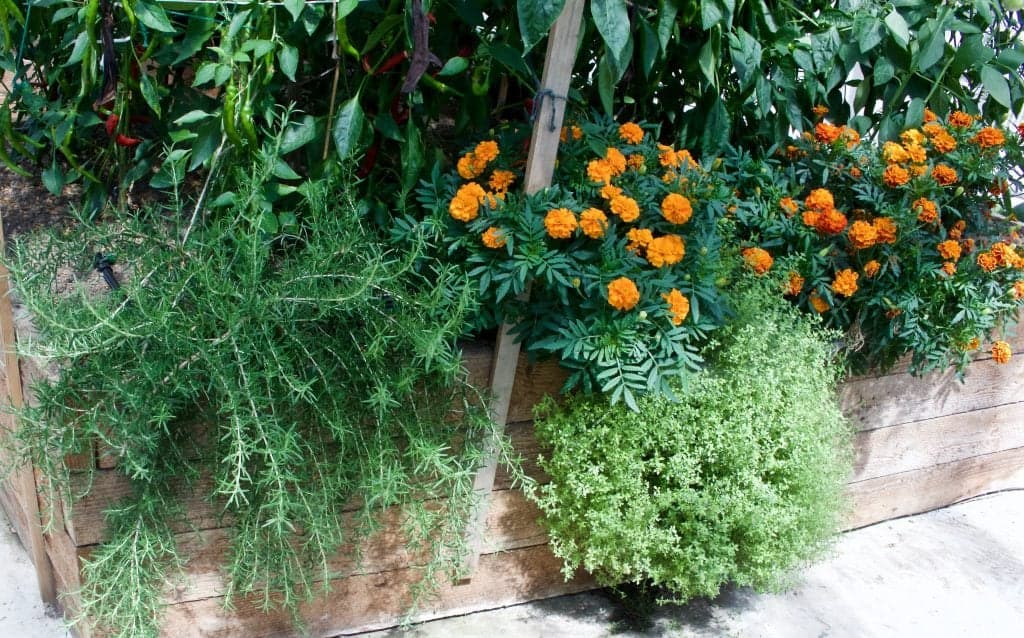 Rosemary and Lemon Thyme