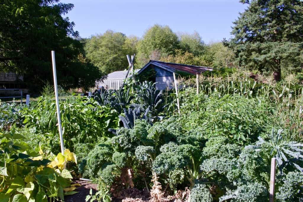 Blue Scotch kale is our garden-foreground lower right. Perfect for Spring Green Smoothie http://HomemadeFoodjunke.com