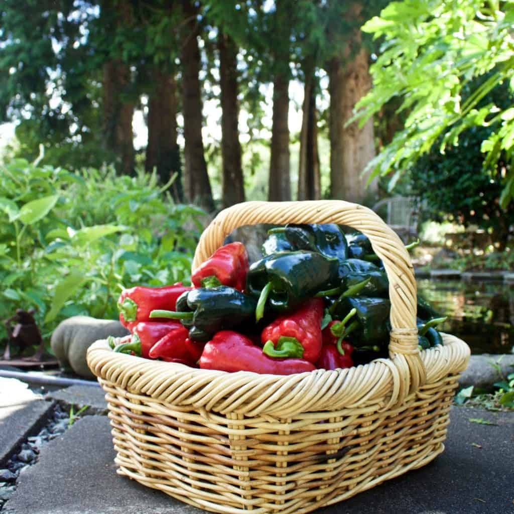 Homemade Salsa From The Back of the Envelope used these Garden Peppers by HomemadeFoodJunkie.com