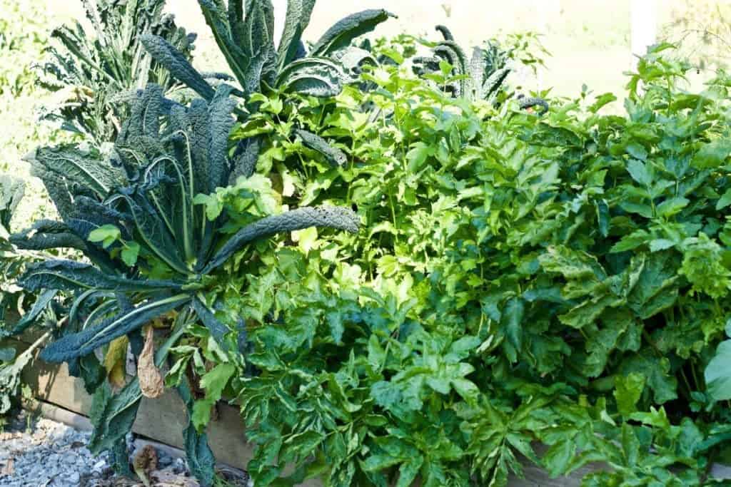 Grow Parsnips where their roots can have lot of room