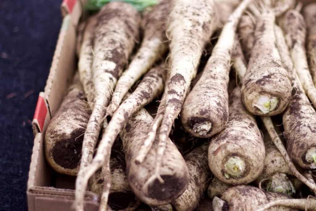 Grow Parsnips through the winter in warm climates. They frosts intensify their sweet flavor