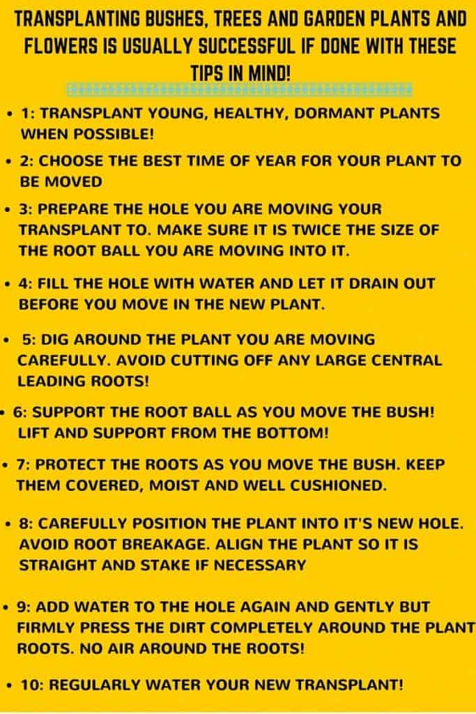 10 Tips for successful transplantin