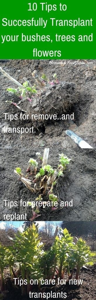10 Tips to successful Transplanting of your bushes, plants and trees. https://homemadefoodjunkie.1wp.site
