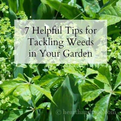 Grow Healthy Leeks easily in your Garden 7 18952533 10209720881919615 2724891347486033915 n
