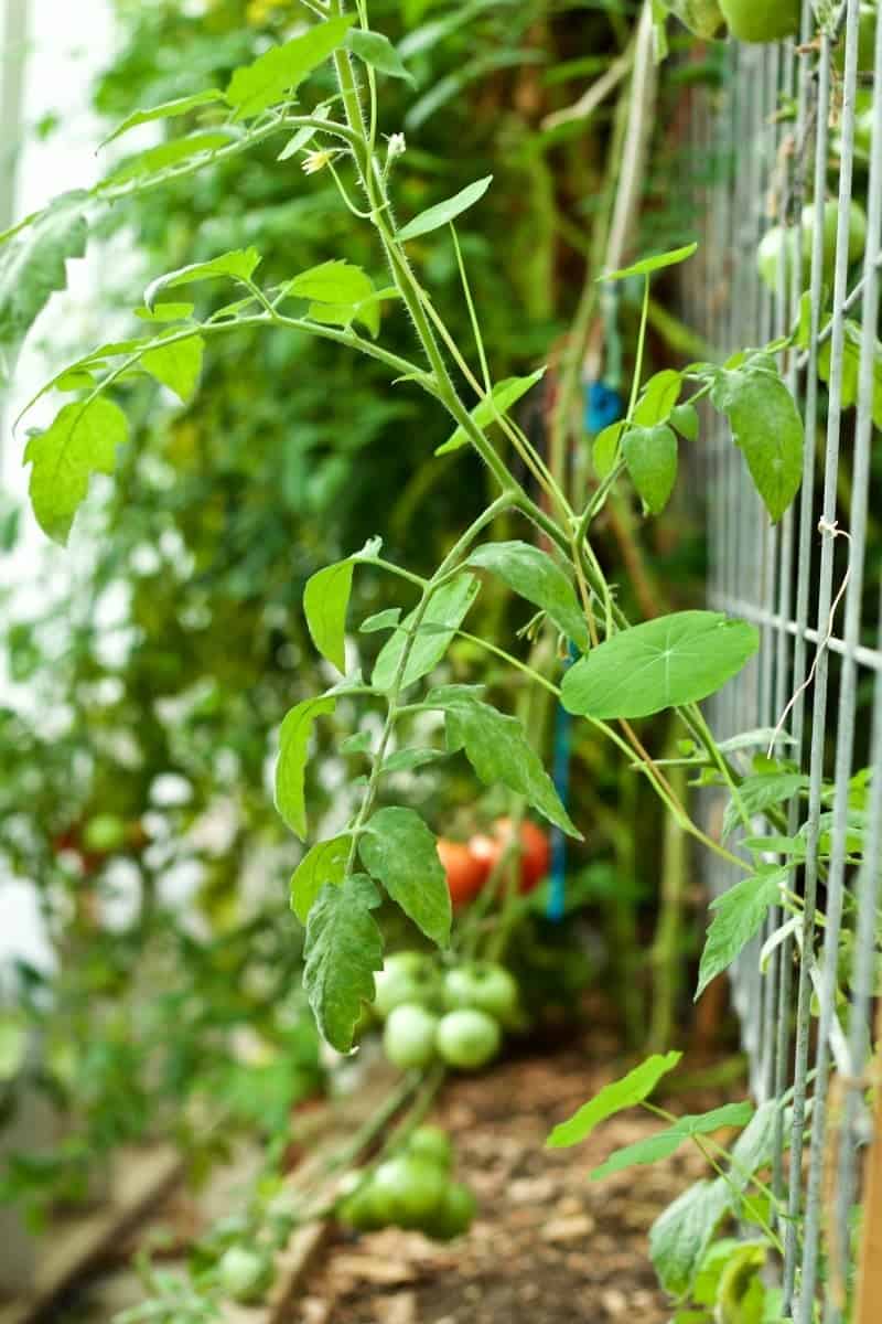 Greenhouse tomatoes, trimmed for fall