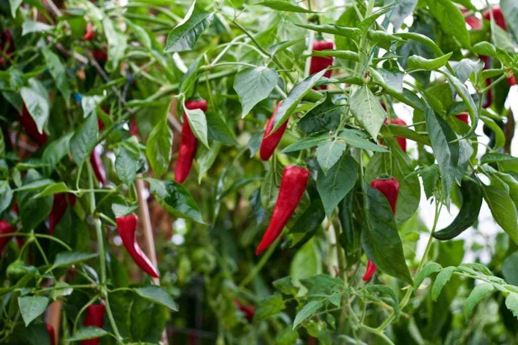 greenhouse peppers