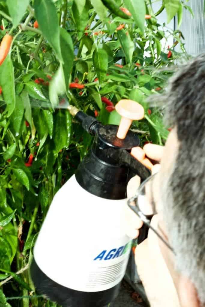 Neem oil spray to organically combat pests on peppers 5 tips for growing perfect peppers