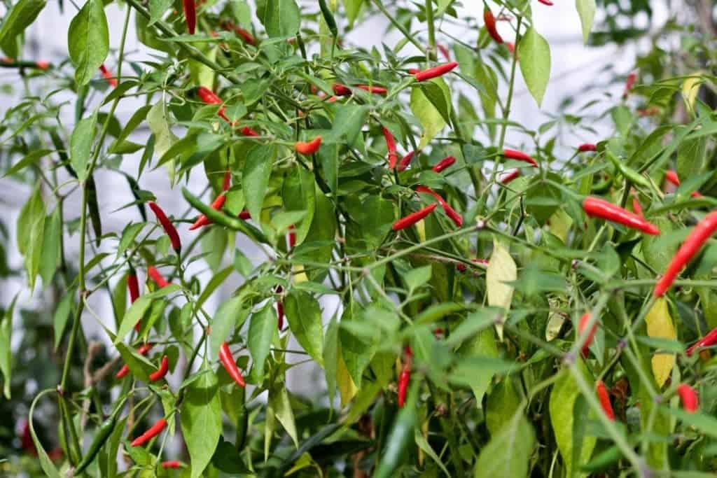 Bangkok Peppers 5 tips for growing perfect peppers https://homemadefoodjunkie.1wp.site