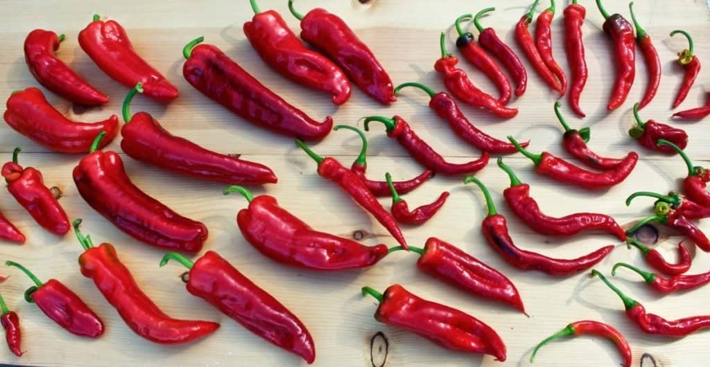 All these peppers were growing in the outdoor garden this summer. You are seeing Cheyennes, Carmen, Red Flame, Krimson Lee peppers and Bangkoks https://homemadefoodjunkie.1wp.site