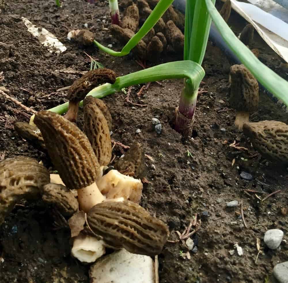 Morel Mushroom Vegetable Saute 2 Morel Mushrooms in our Garden